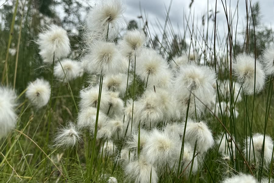 Cotton grass on a Lapland fell