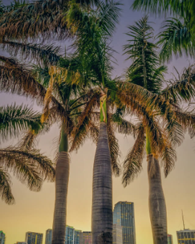 Palm trees in front of the Miami skyline at dusk.